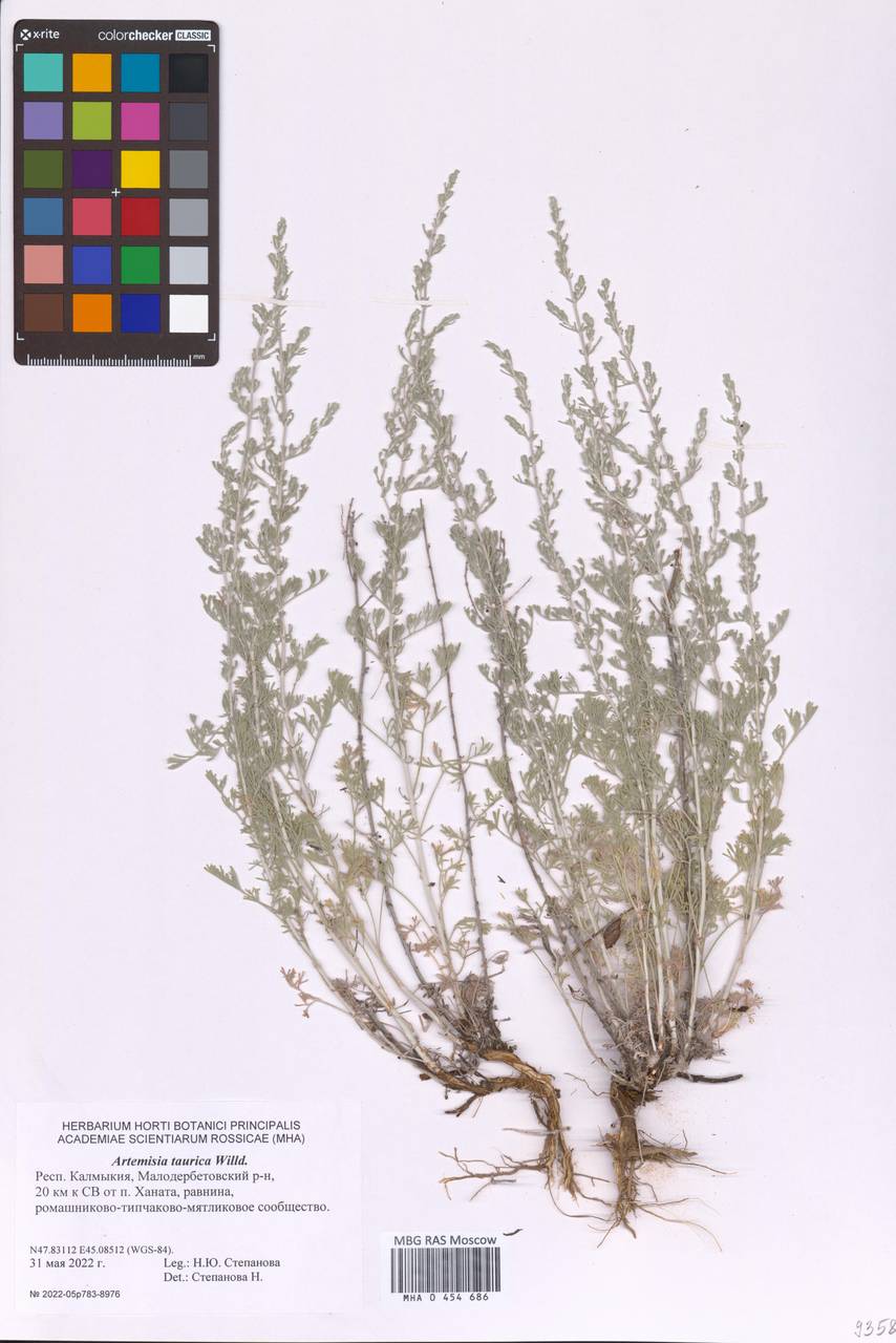 Artemisia taurica (Taurine Wormwood)