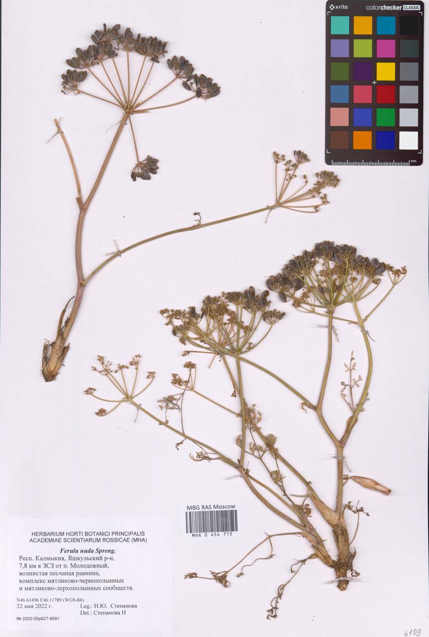 Ферула голая Spreng., Восточная Европа, Нижневолжский район (E9) (Россия)