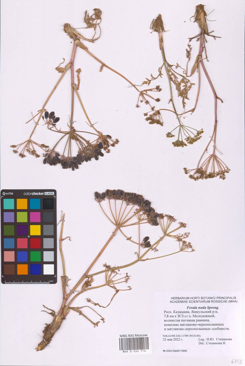 Ферула голая Spreng., Восточная Европа, Нижневолжский район (E9) (Россия)