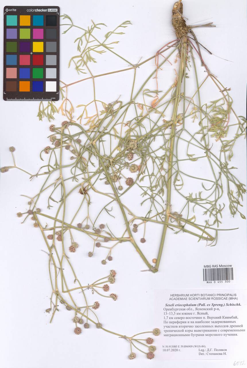 Жабрица пушистоголовая (Pall. ex Spreng.) Schischk., Восточная Европа, Восточный район (E10) (Россия)