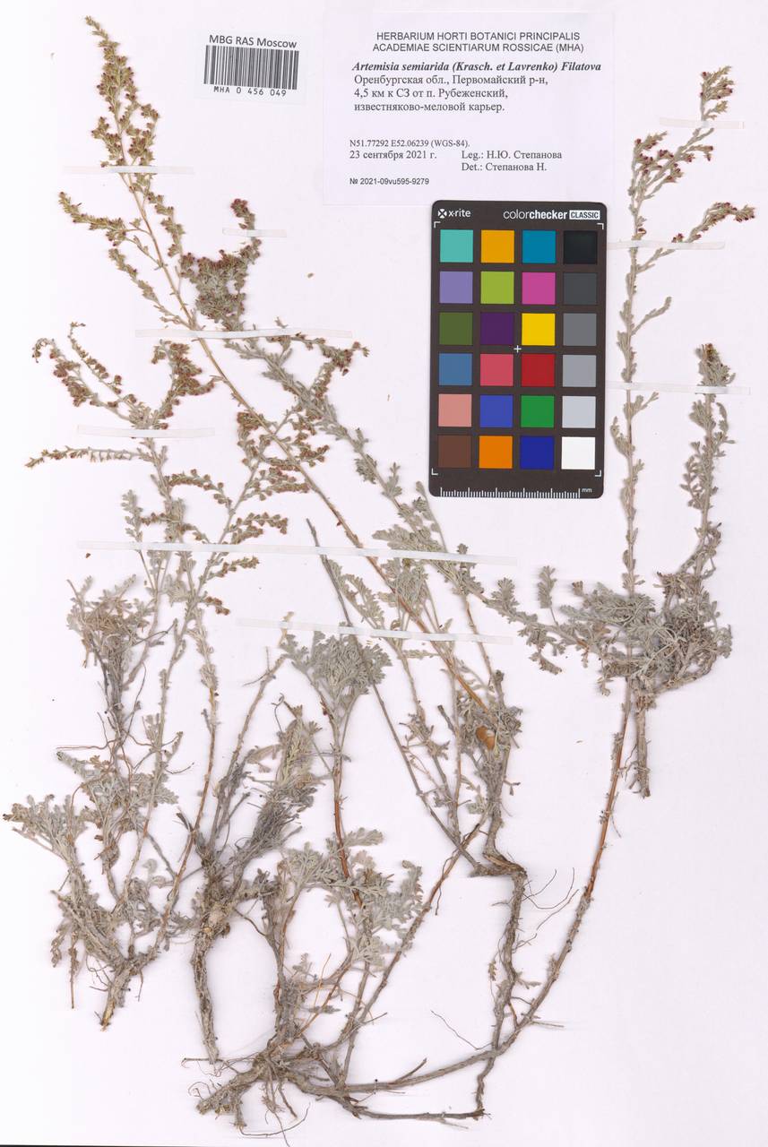 Artemisia semiarida (Krasch. & Lavrova) Filatova, Восточная Европа, Восточный район (E10) (Россия)