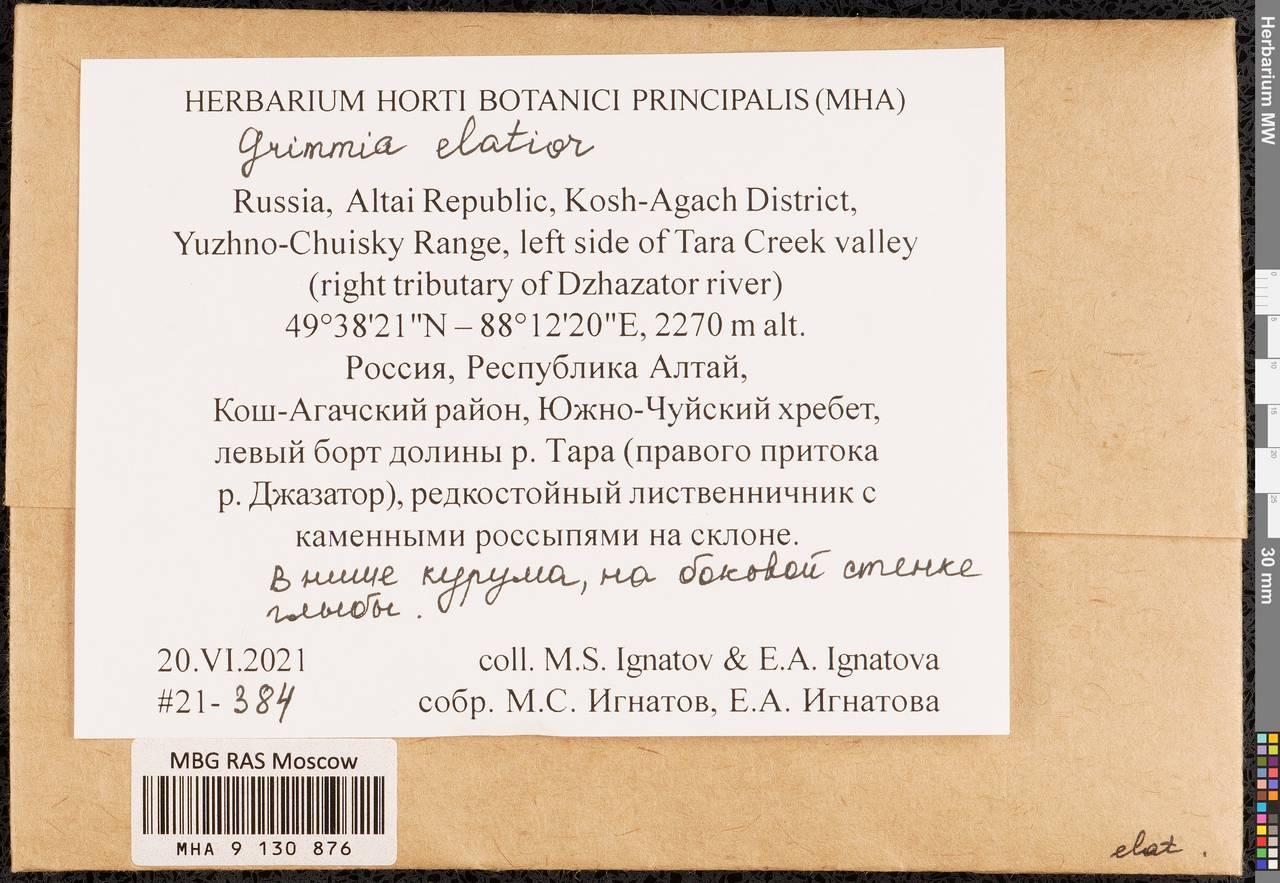 Grimmia elatior Bruch ex Bals.-Criv. & De Not., Гербарий мохообразных, Мхи - Западная Сибирь (включая Алтай) (B15) (Россия)