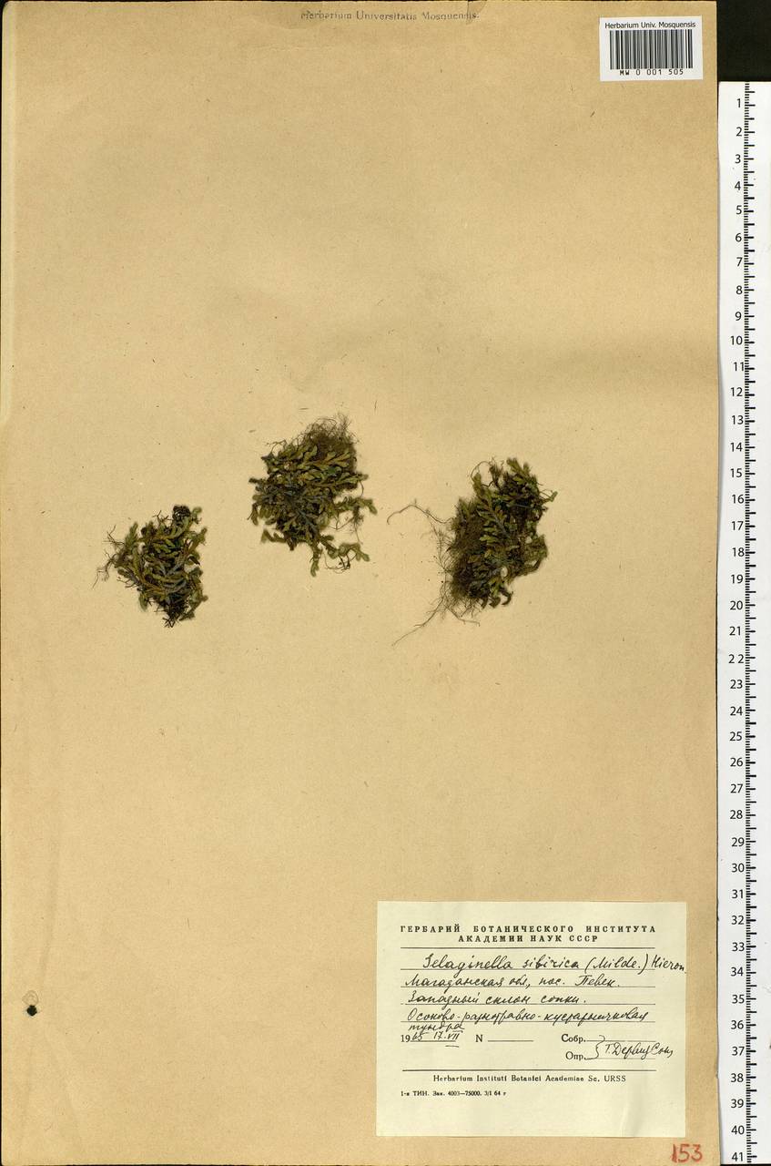 Bryodesma sibiricum (Milde) Soják, Сибирь, Чукотка и Камчатка (S7) (Россия)