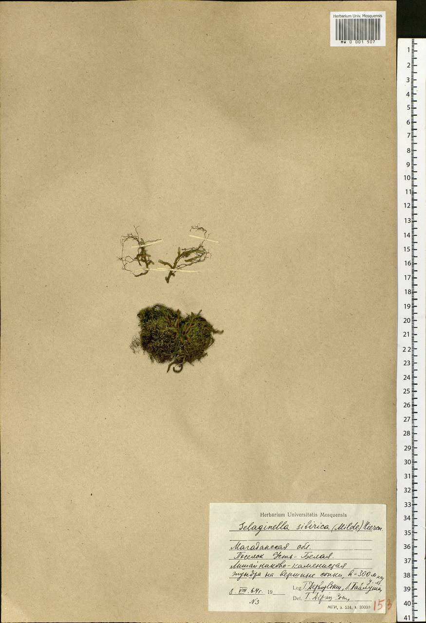 Bryodesma sibiricum (Milde) Soják, Сибирь, Чукотка и Камчатка (S7) (Россия)