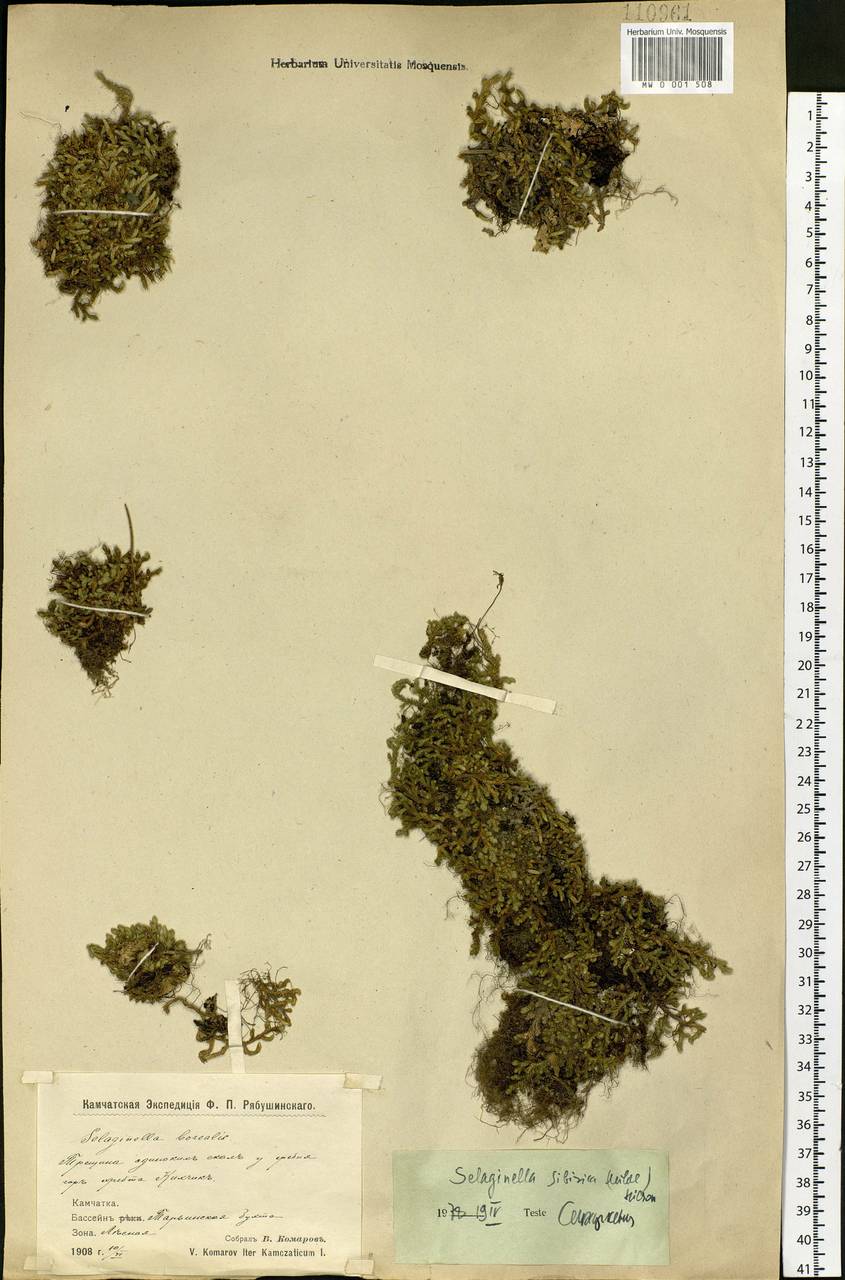 Bryodesma sibiricum (Milde) Soják, Сибирь, Чукотка и Камчатка (S7) (Россия)