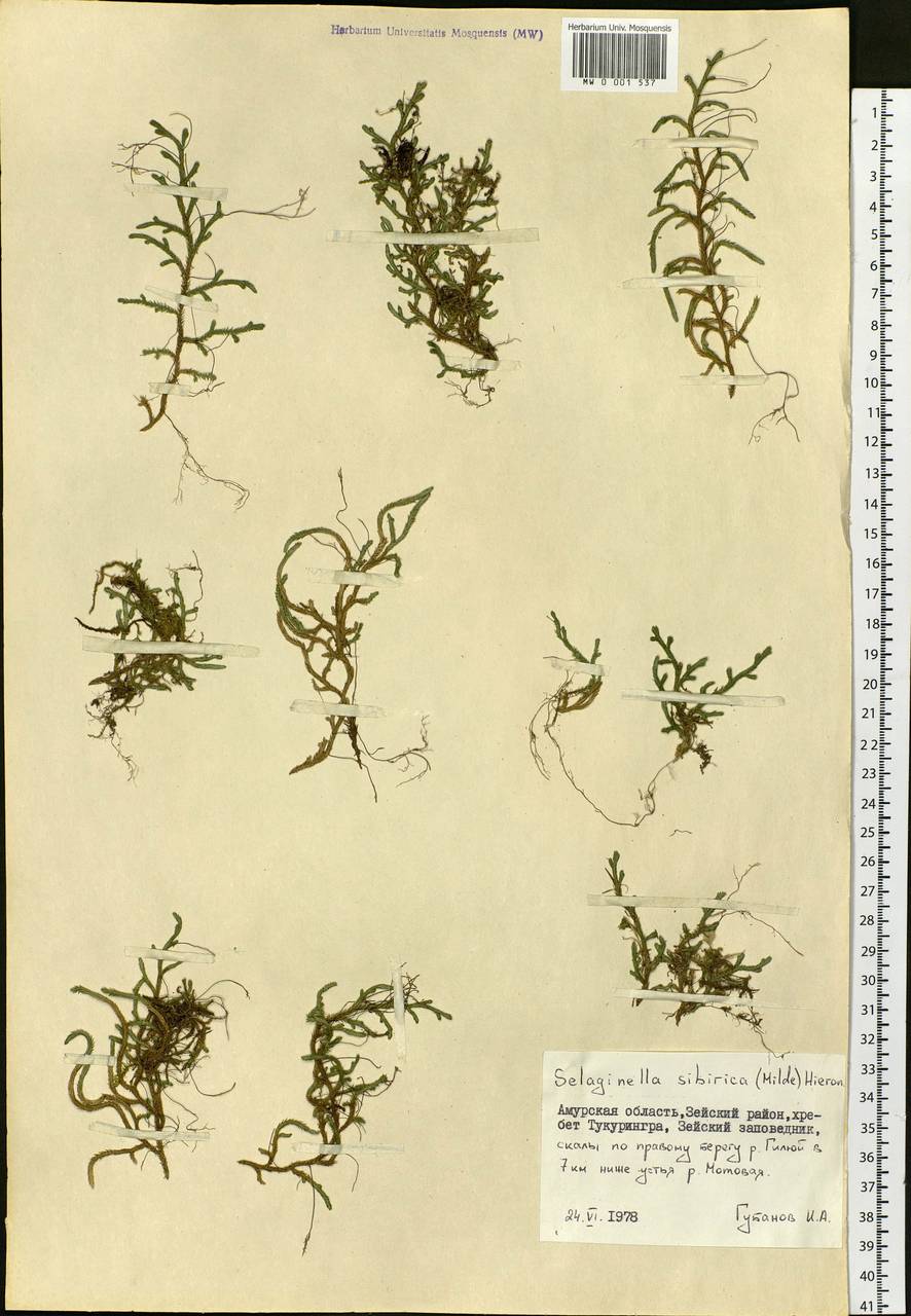 Bryodesma sibiricum (Milde) Soják, Сибирь, Дальний Восток (S6) (Россия)