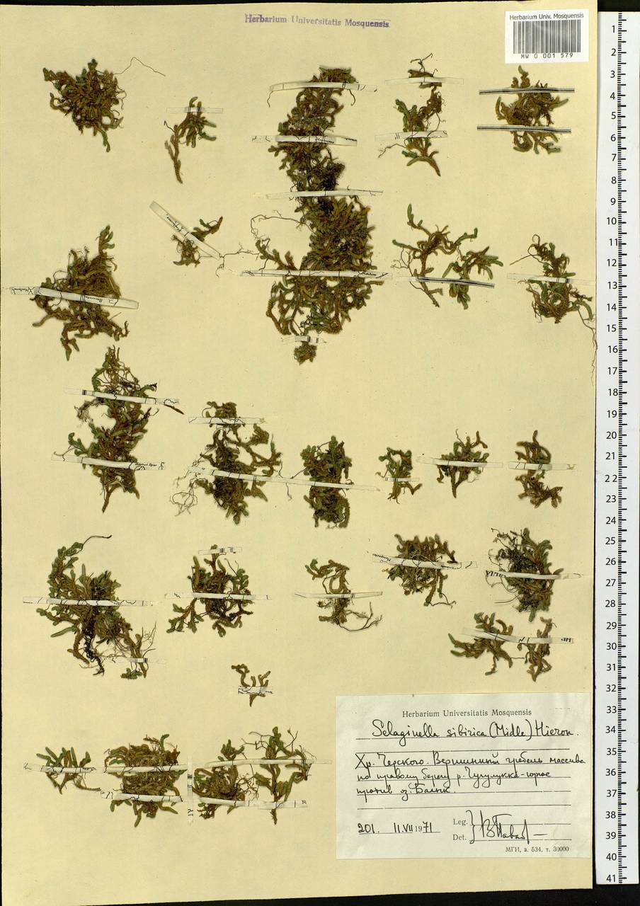 Bryodesma sibiricum (Milde) Soják, Сибирь, Якутия (S5) (Россия)