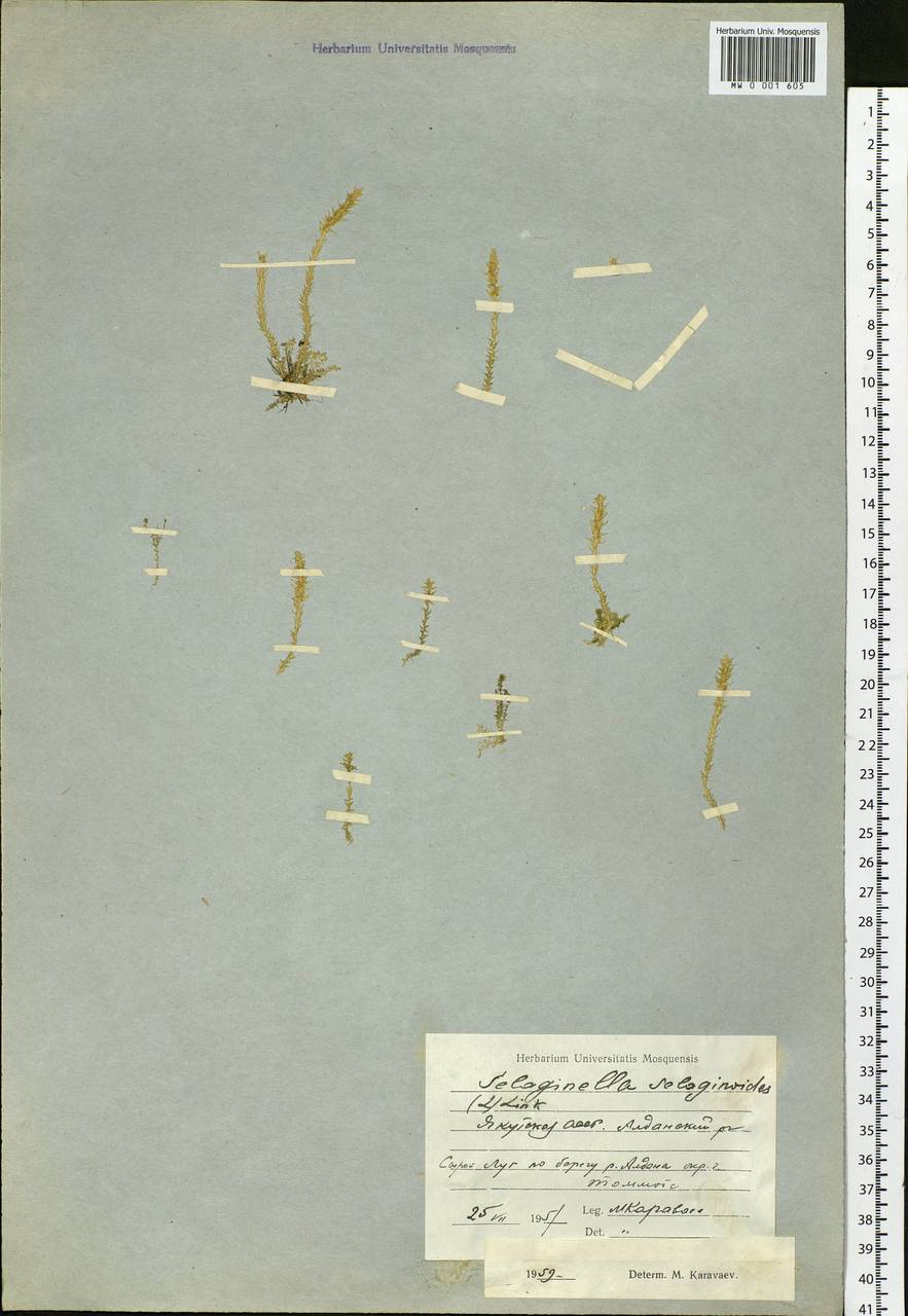 Selaginoides spinulosa (A. Braun ex Döll) Li Bing Zhang & X. M. Zhou, Сибирь, Якутия (S5) (Россия)