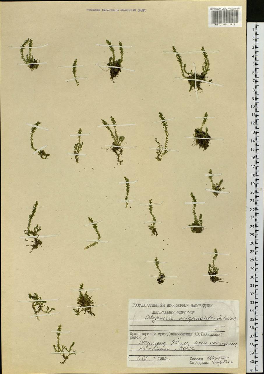 Selaginoides spinulosa (A. Braun ex Döll) Li Bing Zhang & X. M. Zhou, Сибирь, Центральная Сибирь (S3) (Россия)