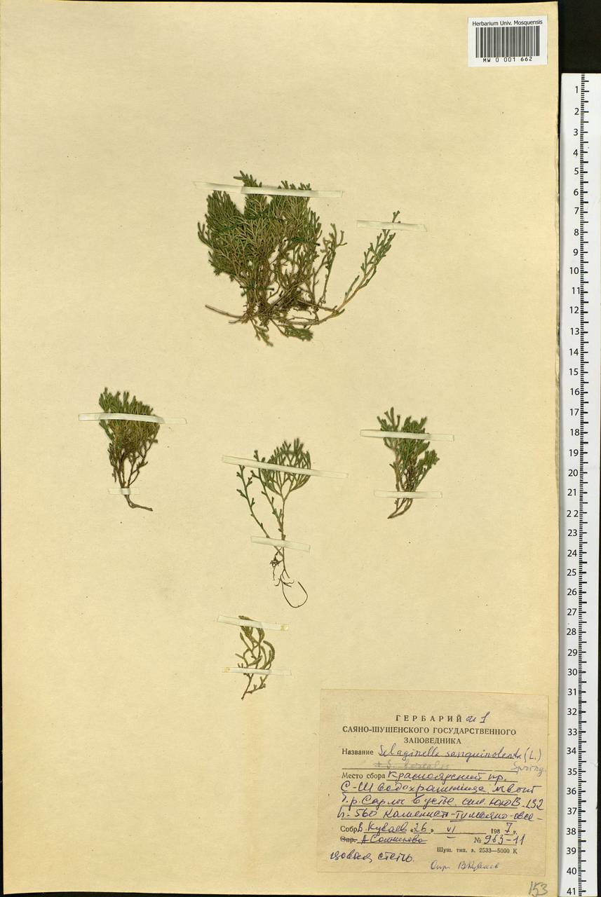 Boreoselaginella sanguinolenta (L.) Li Bing Zhang & X. M. Zhou, Сибирь, Алтай и Саяны (S2) (Россия)