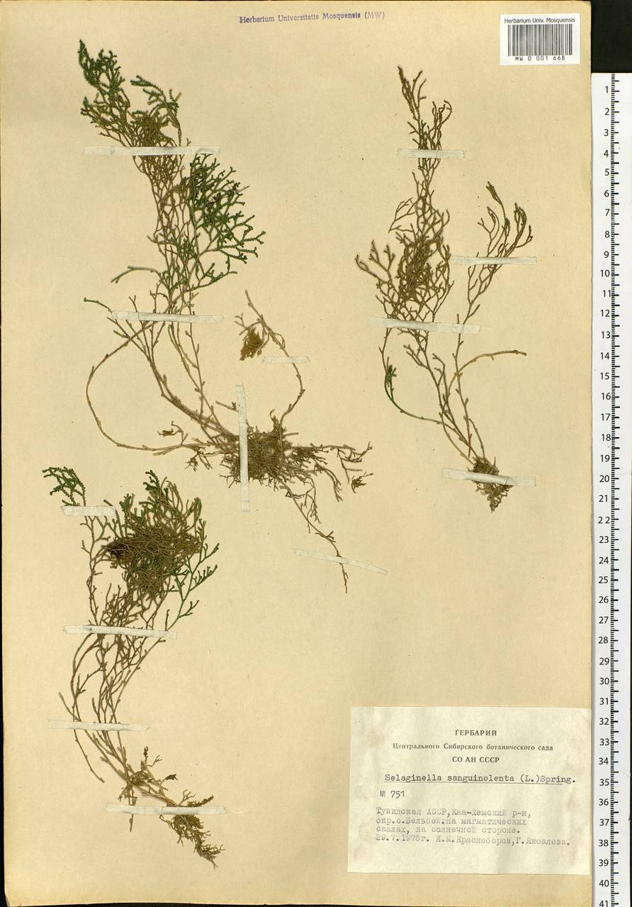 Плаунок кровянокрасный (L.) Spring, Сибирь, Алтай и Саяны (S2) (Россия)