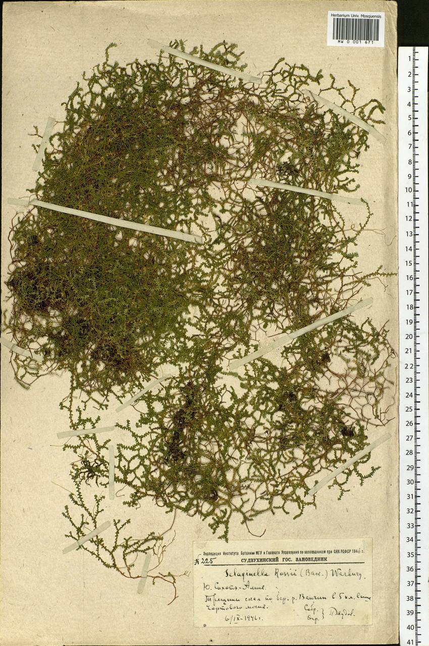 Boreoselaginella rossii (Baker) Li Bing Zhang & X. M. Zhou, Сибирь, Дальний Восток (S6) (Россия)