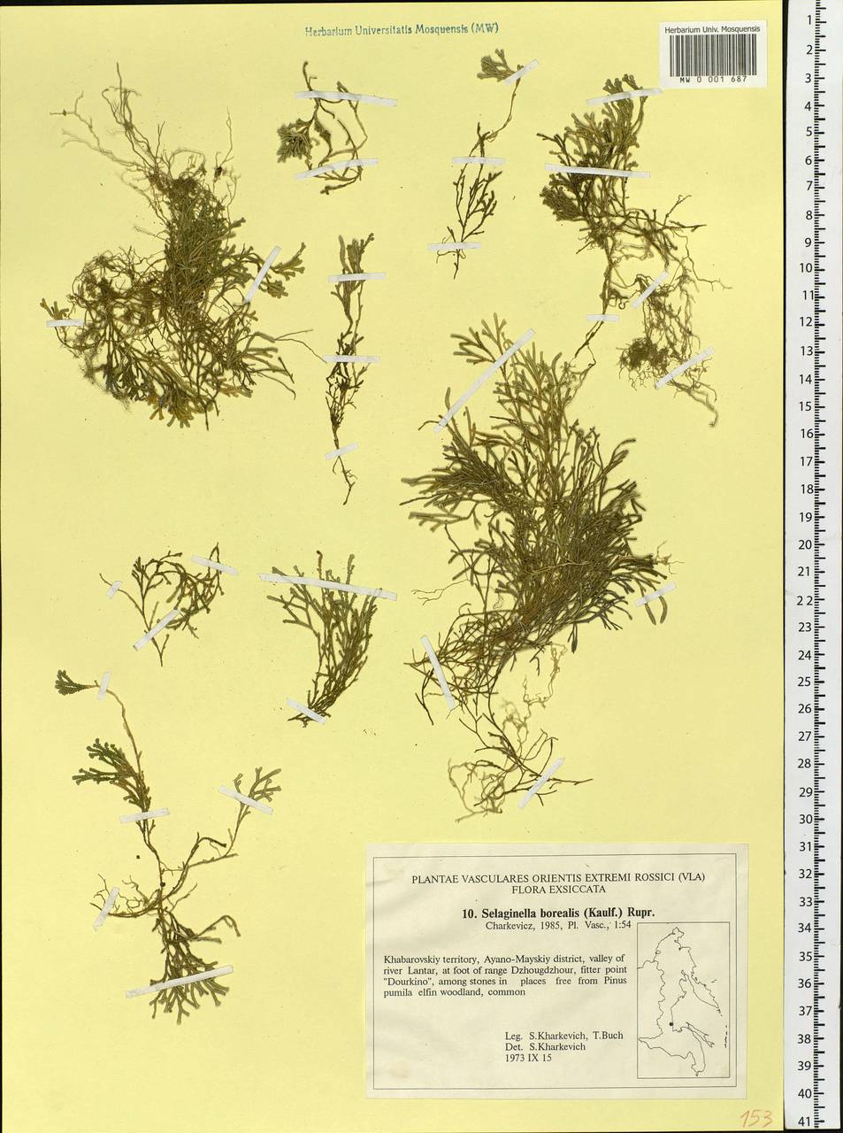 Boreoselaginella borealis (Kaulf.) Li Bing Zhang & X. M. Zhou, Сибирь, Дальний Восток (S6) (Россия)