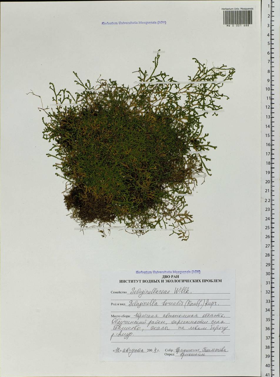 Boreoselaginella borealis (Kaulf.) Li Bing Zhang & X. M. Zhou, Сибирь, Дальний Восток (S6) (Россия)