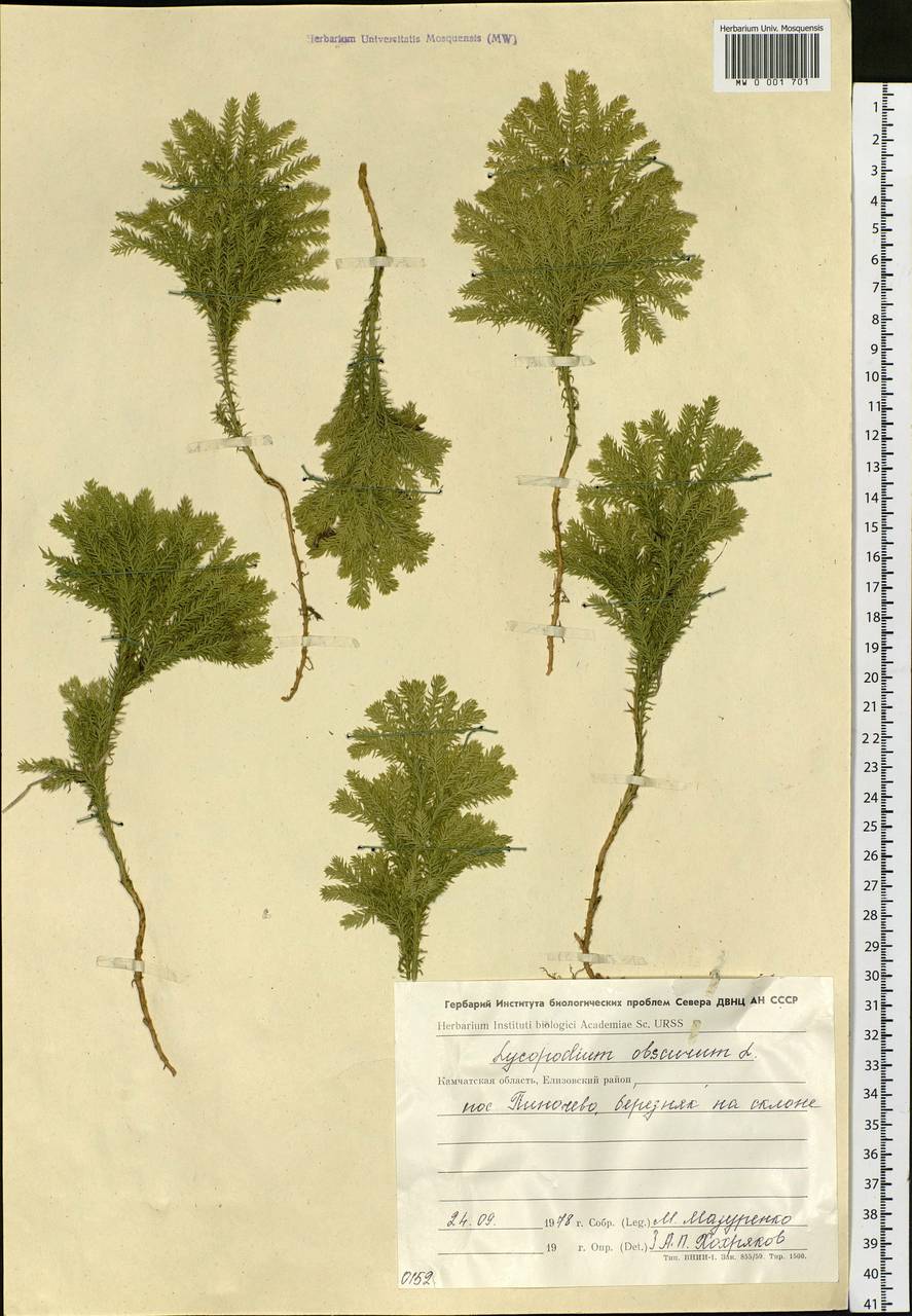 Dendrolycopodium obscurum (L.) A. Haines, Сибирь, Чукотка и Камчатка (S7) (Россия)
