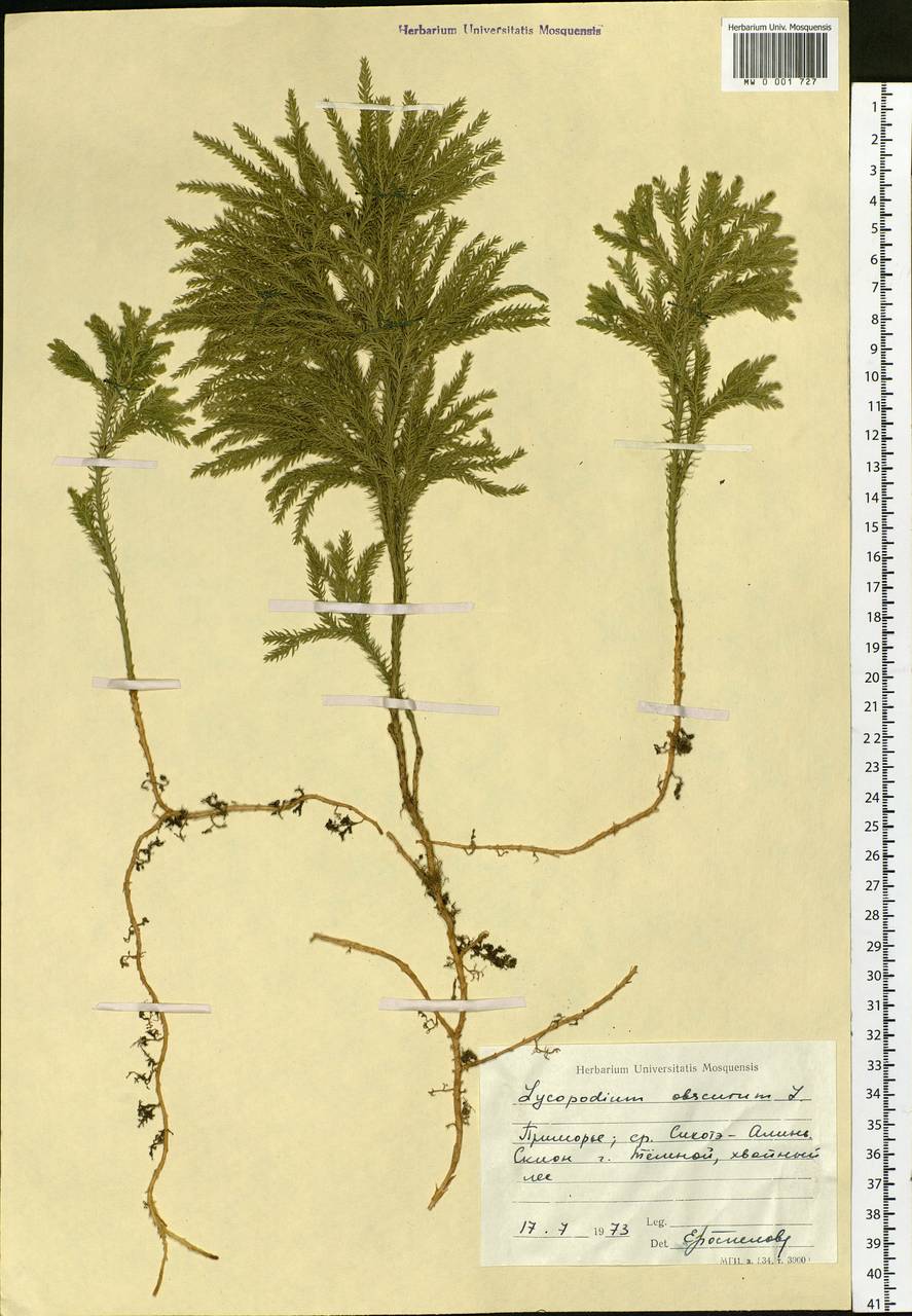 Dendrolycopodium obscurum (L.) A. Haines, Сибирь, Дальний Восток (S6) (Россия)
