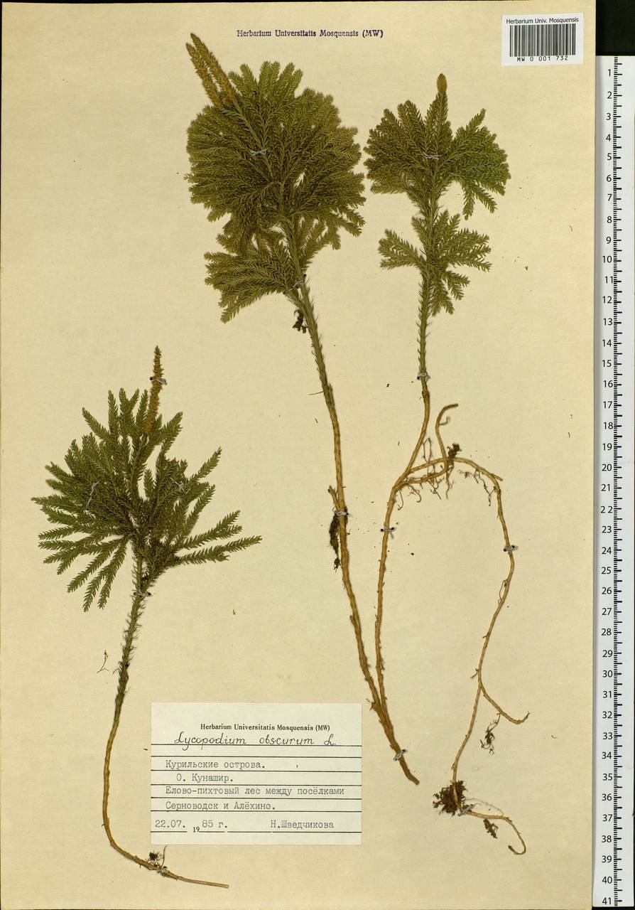 Dendrolycopodium obscurum (L.) A. Haines, Сибирь, Дальний Восток (S6) (Россия)