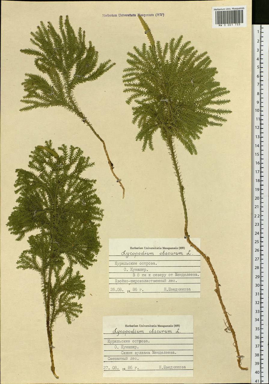 Dendrolycopodium obscurum (L.) A. Haines, Сибирь, Дальний Восток (S6) (Россия)