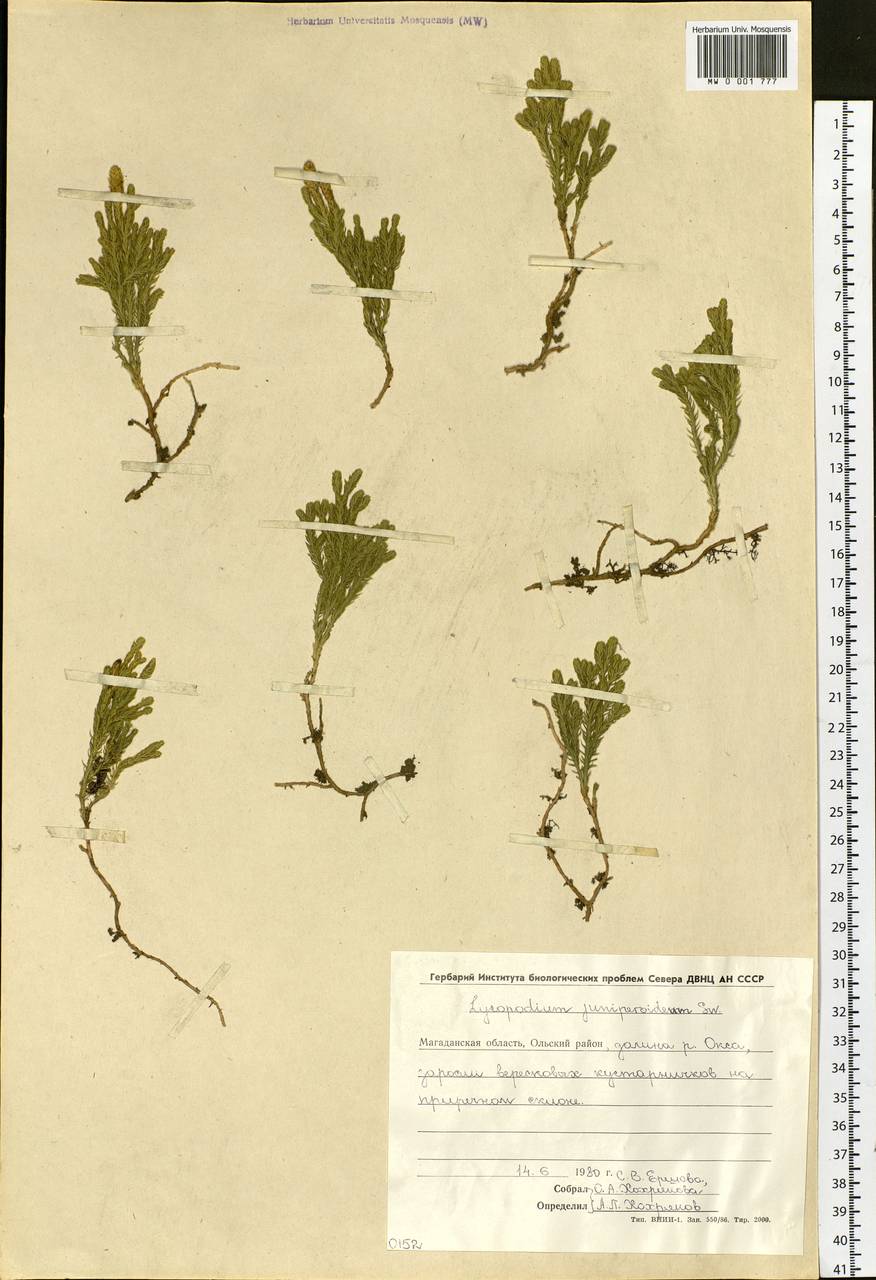 Dendrolycopodium juniperoideum (Sw.) A. Haines, Сибирь, Чукотка и Камчатка (S7) (Россия)
