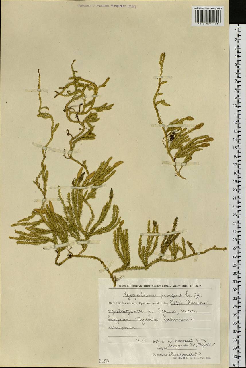 Spinulum annotinum subsp. alpestre (Hartm.) Uotila, Сибирь, Чукотка и Камчатка (S7) (Россия)