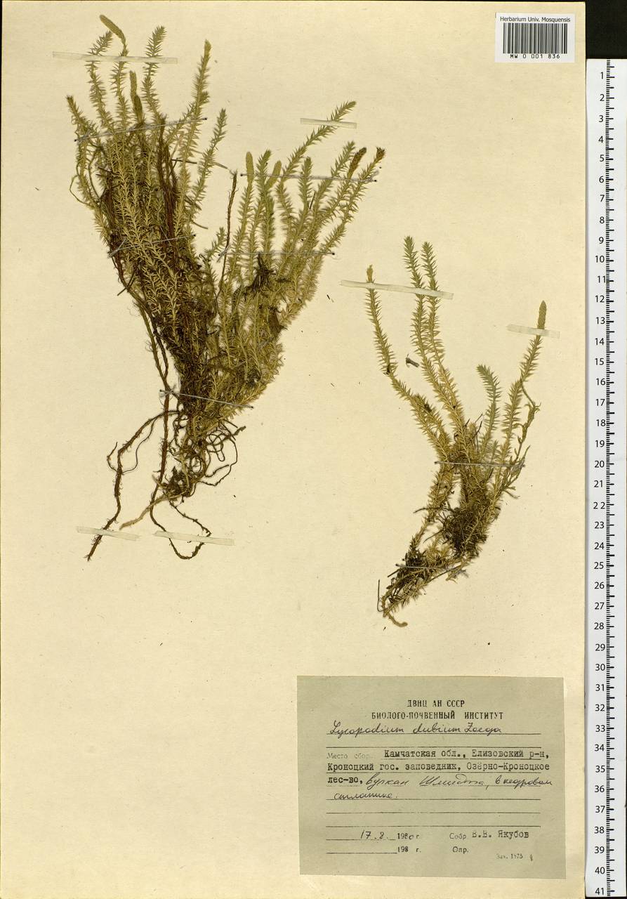Spinulum annotinum subsp. alpestre (Hartm.) Uotila, Сибирь, Чукотка и Камчатка (S7) (Россия)