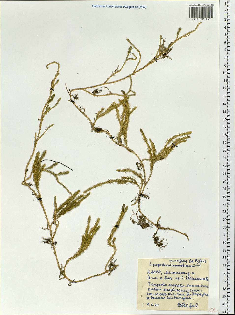 Spinulum annotinum subsp. alpestre (Hartm.) Uotila, Сибирь, Якутия (S5) (Россия)