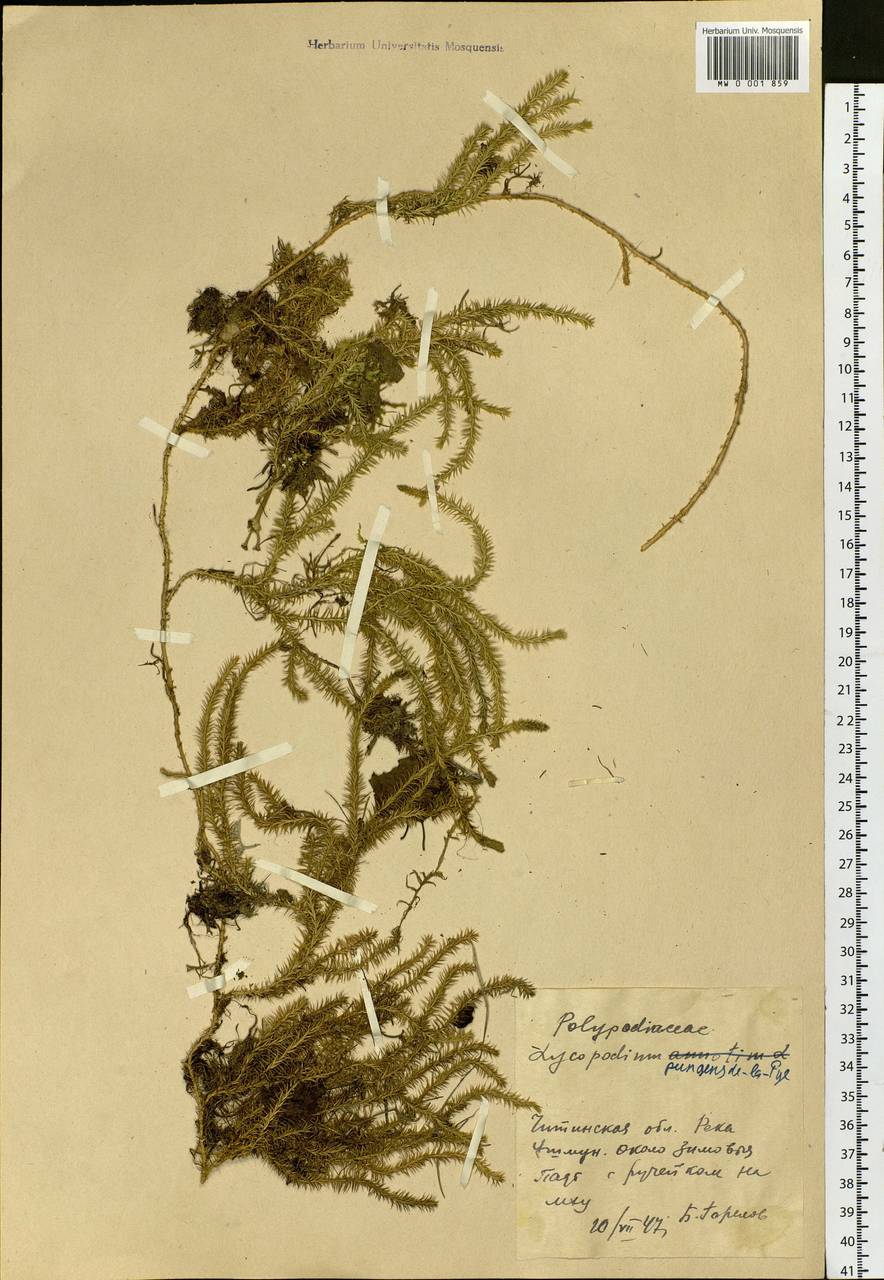 Spinulum annotinum subsp. alpestre (Hartm.) Uotila, Сибирь, Прибайкалье и Забайкалье (S4) (Россия)