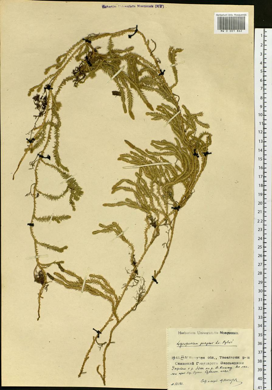 Spinulum annotinum subsp. alpestre (Hartm.) Uotila, Сибирь, Прибайкалье и Забайкалье (S4) (Россия)