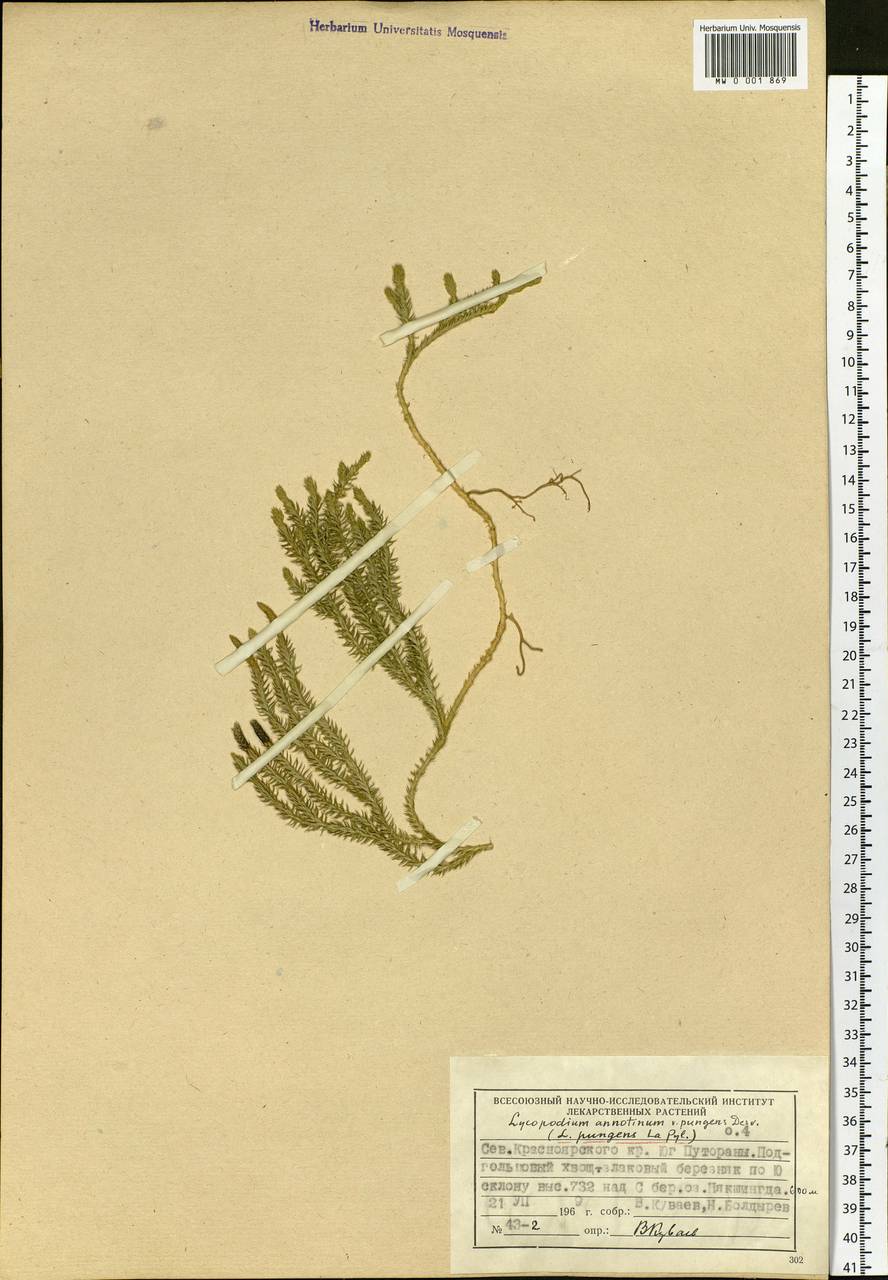 Spinulum annotinum subsp. dubium (Zoëga) J.H.Xue, Chepinoga & K.P.Ma, Сибирь, Центральная Сибирь (S3) (Россия)