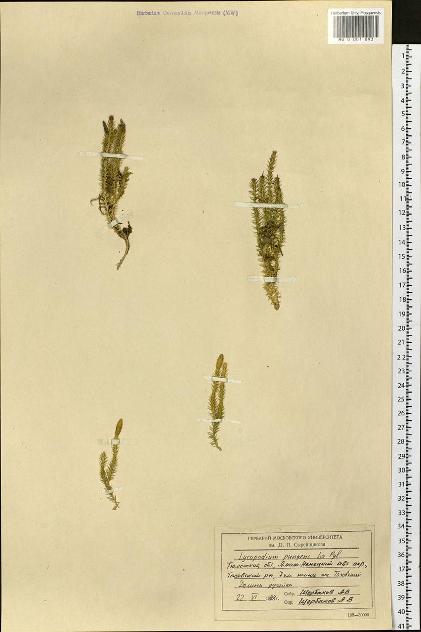 Spinulum annotinum subsp. dubium (Zoëga) J.H.Xue, Chepinoga & K.P.Ma, Сибирь, Западная Сибирь (S1) (Россия)