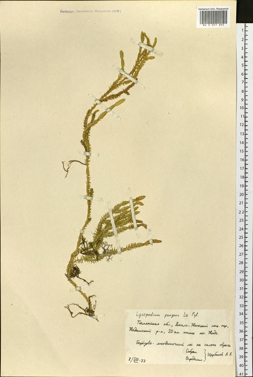 Spinulum annotinum subsp. alpestre (Hartm.) Uotila, Сибирь, Западная Сибирь (S1) (Россия)