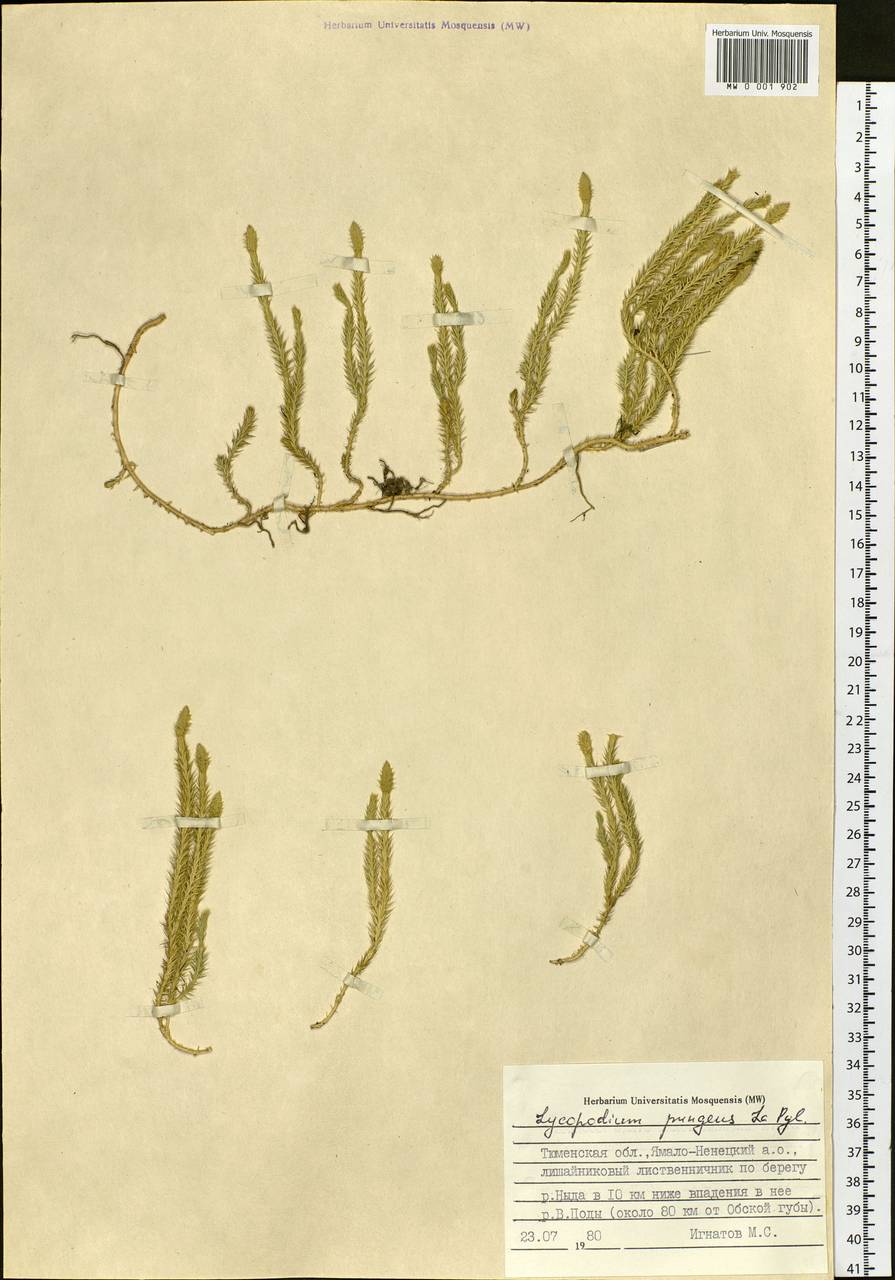 Spinulum annotinum subsp. dubium (Zoëga) J.H.Xue, Chepinoga & K.P.Ma, Сибирь, Западная Сибирь (S1) (Россия)