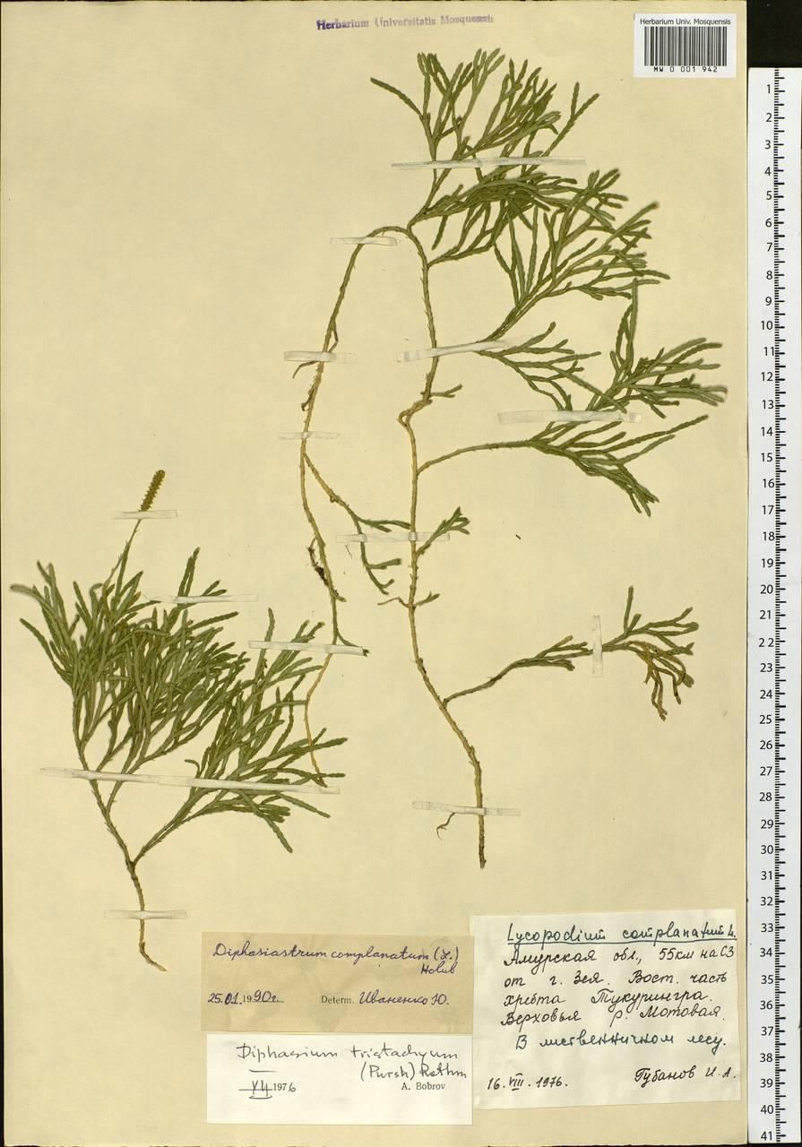 Дифазиаструм сплюснутый (L.) Holub, Сибирь, Дальний Восток (S6) (Россия)