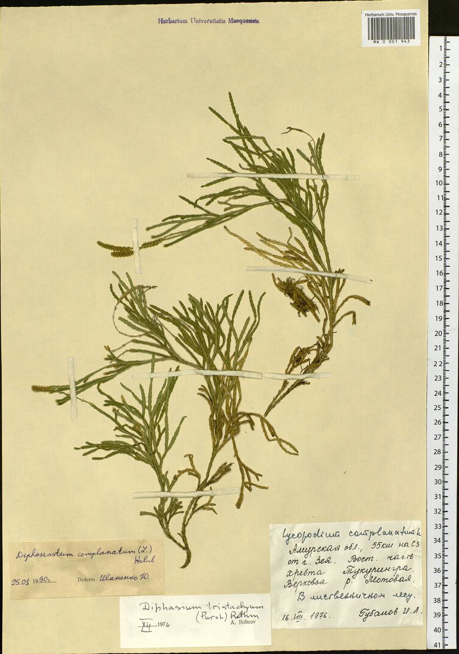 Дифазиаструм сплюснутый (L.) Holub, Сибирь, Дальний Восток (S6) (Россия)