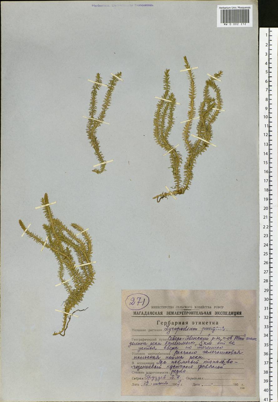 Spinulum annotinum subsp. annotinum, Сибирь, Чукотка и Камчатка (S7) (Россия)