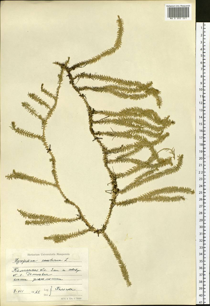 Spinulum annotinum subsp. annotinum, Сибирь, Чукотка и Камчатка (S7) (Россия)