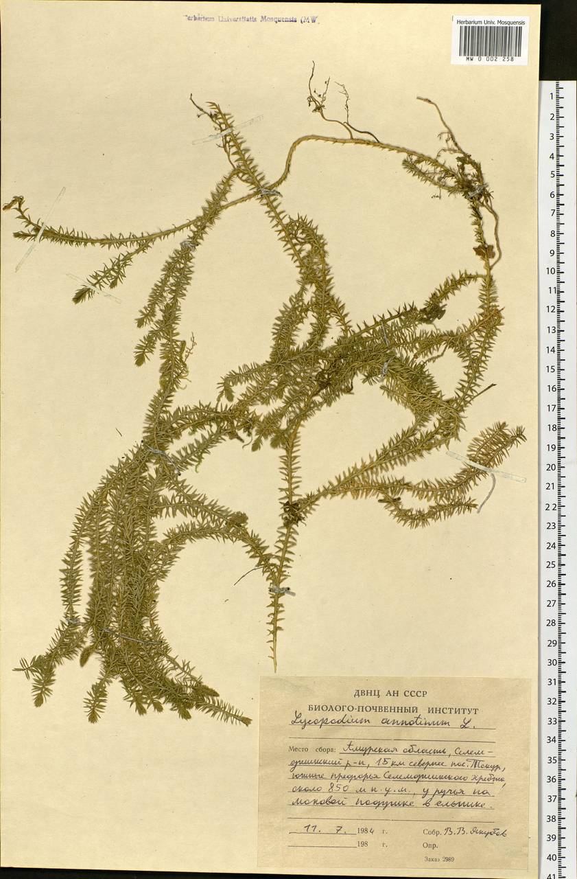 Spinulum annotinum subsp. annotinum, Сибирь, Дальний Восток (S6) (Россия)