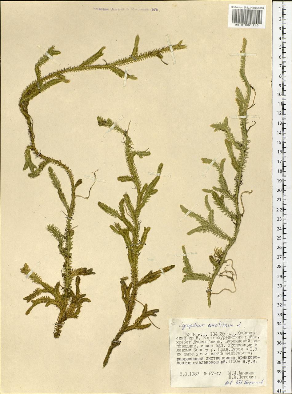 Spinulum annotinum subsp. annotinum, Сибирь, Дальний Восток (S6) (Россия)