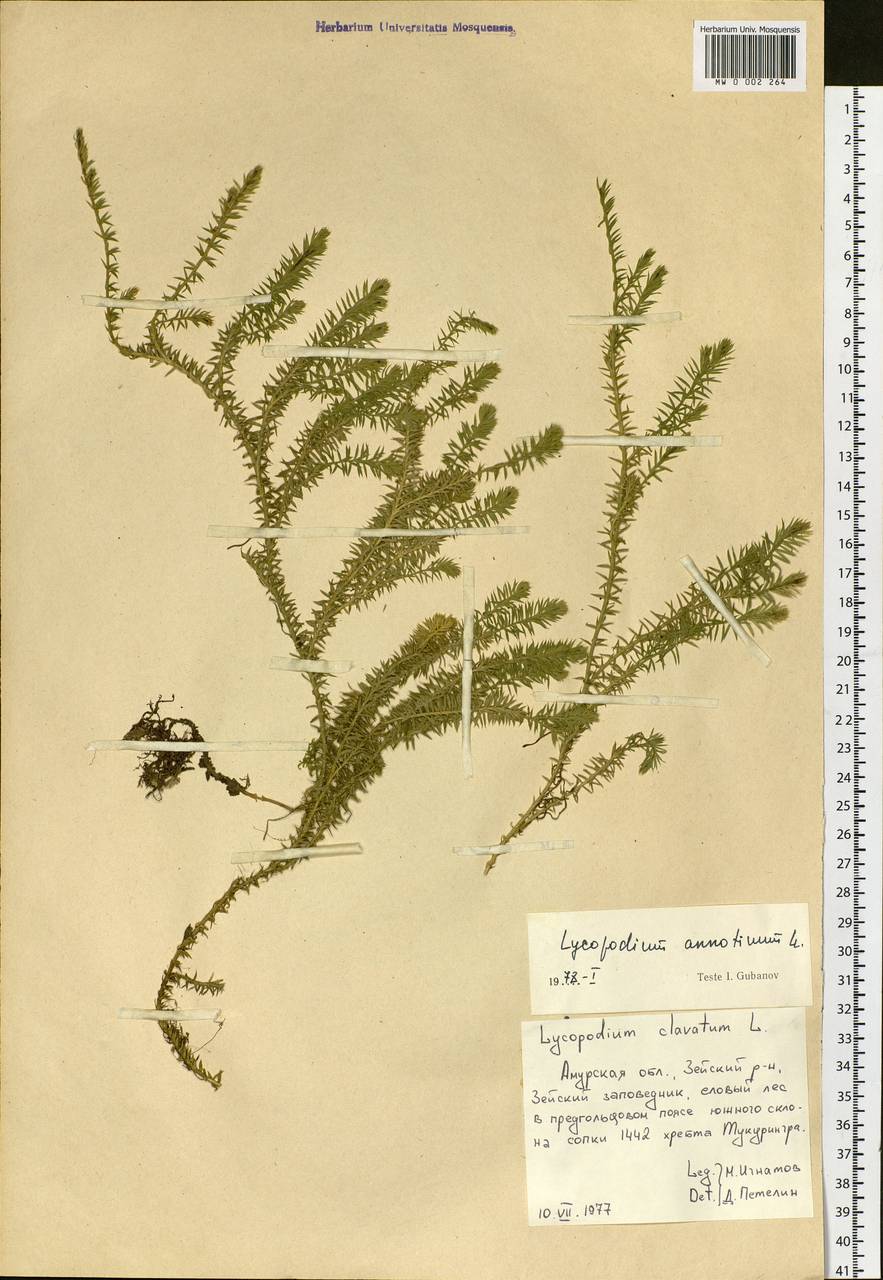 Spinulum annotinum subsp. annotinum, Сибирь, Дальний Восток (S6) (Россия)