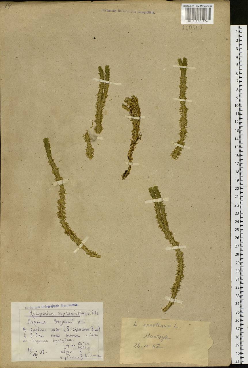Spinulum annotinum subsp. annotinum, Сибирь, Якутия (S5) (Россия)