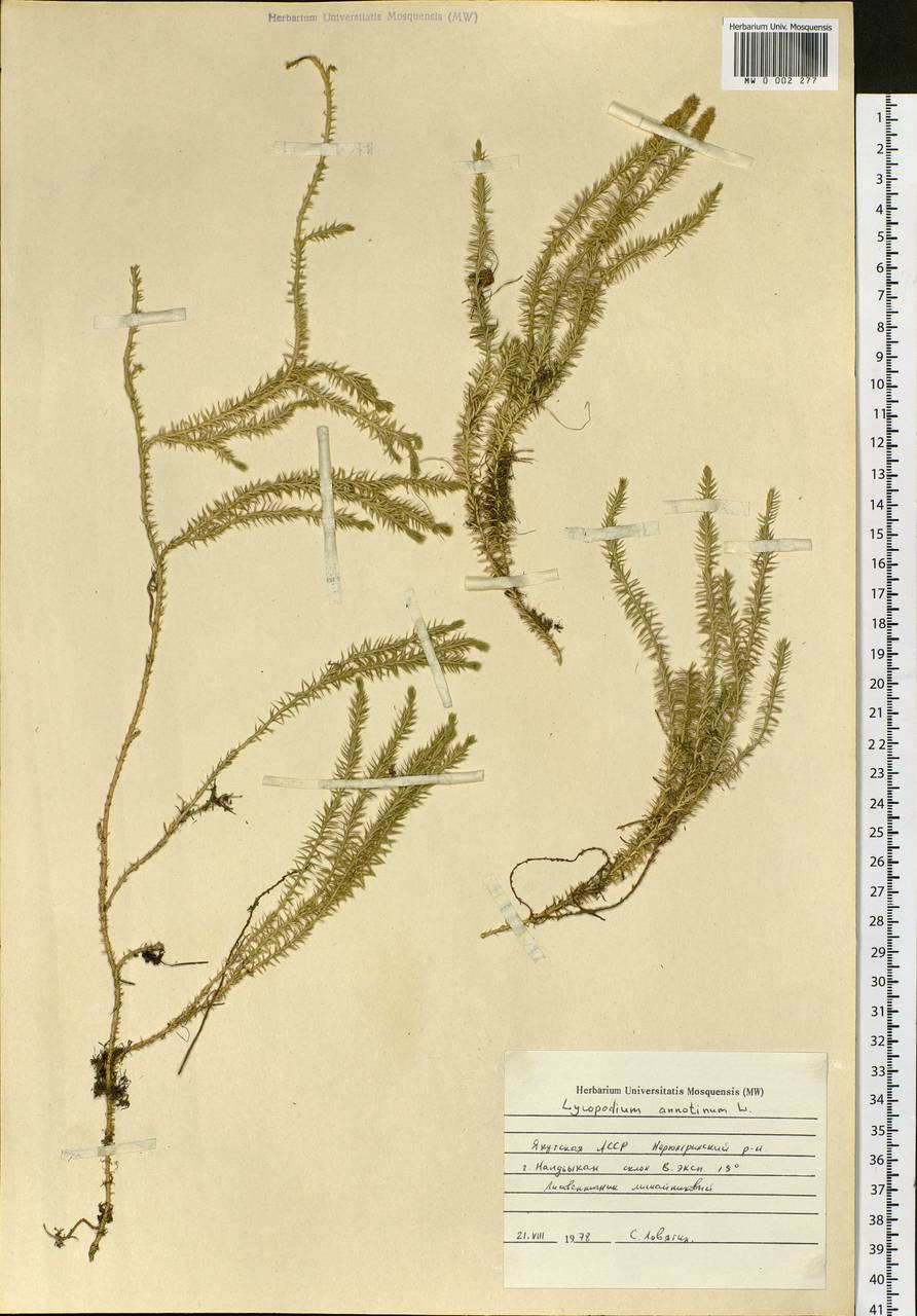Spinulum annotinum subsp. annotinum, Сибирь, Якутия (S5) (Россия)