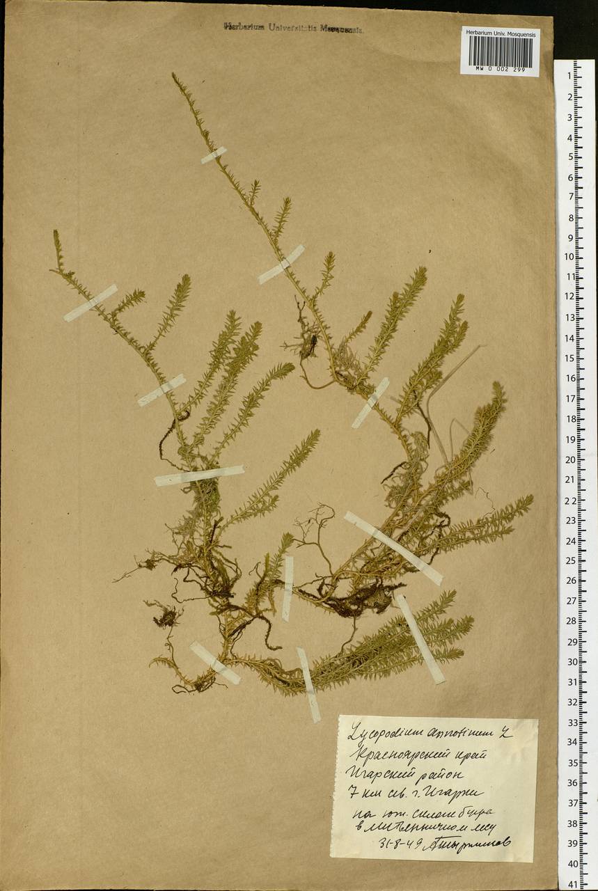 Spinulum annotinum subsp. annotinum, Сибирь, Центральная Сибирь (S3) (Россия)