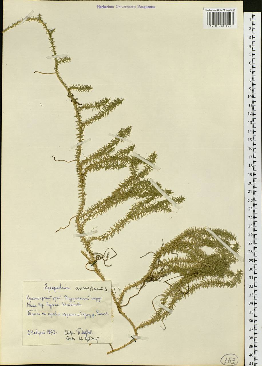 Spinulum annotinum subsp. annotinum, Сибирь, Центральная Сибирь (S3) (Россия)