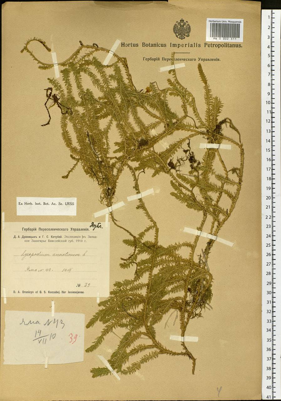 Spinulum annotinum subsp. annotinum, Сибирь, Центральная Сибирь (S3) (Россия)