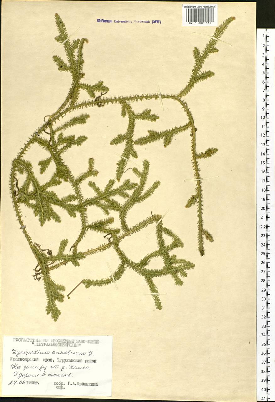 Spinulum annotinum subsp. annotinum, Сибирь, Центральная Сибирь (S3) (Россия)