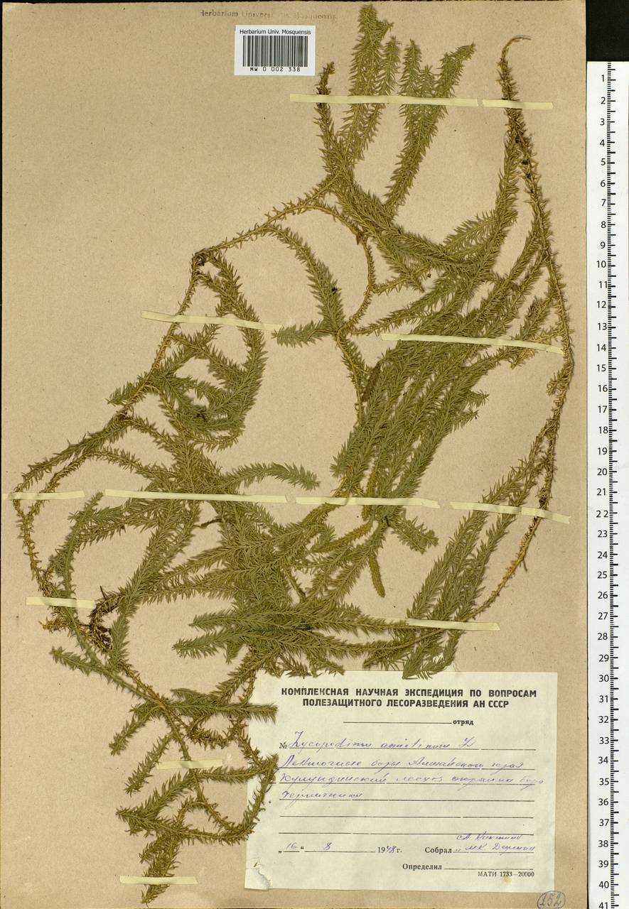 Spinulum annotinum subsp. annotinum, Сибирь, Алтай и Саяны (S2) (Россия)