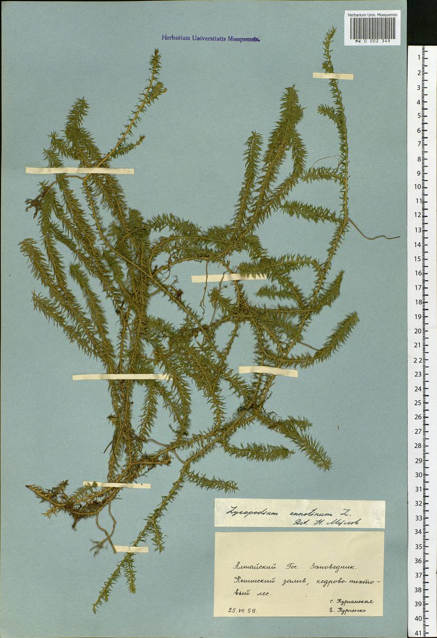 Spinulum annotinum subsp. annotinum, Сибирь, Алтай и Саяны (S2) (Россия)