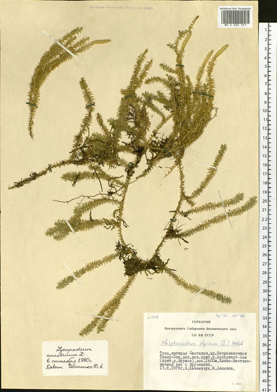 Spinulum annotinum subsp. annotinum, Сибирь, Алтай и Саяны (S2) (Россия)