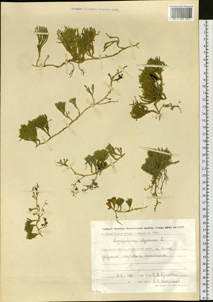 Дифазиаструм альпийский (L.) Holub, Сибирь, Чукотка и Камчатка (S7) (Россия)