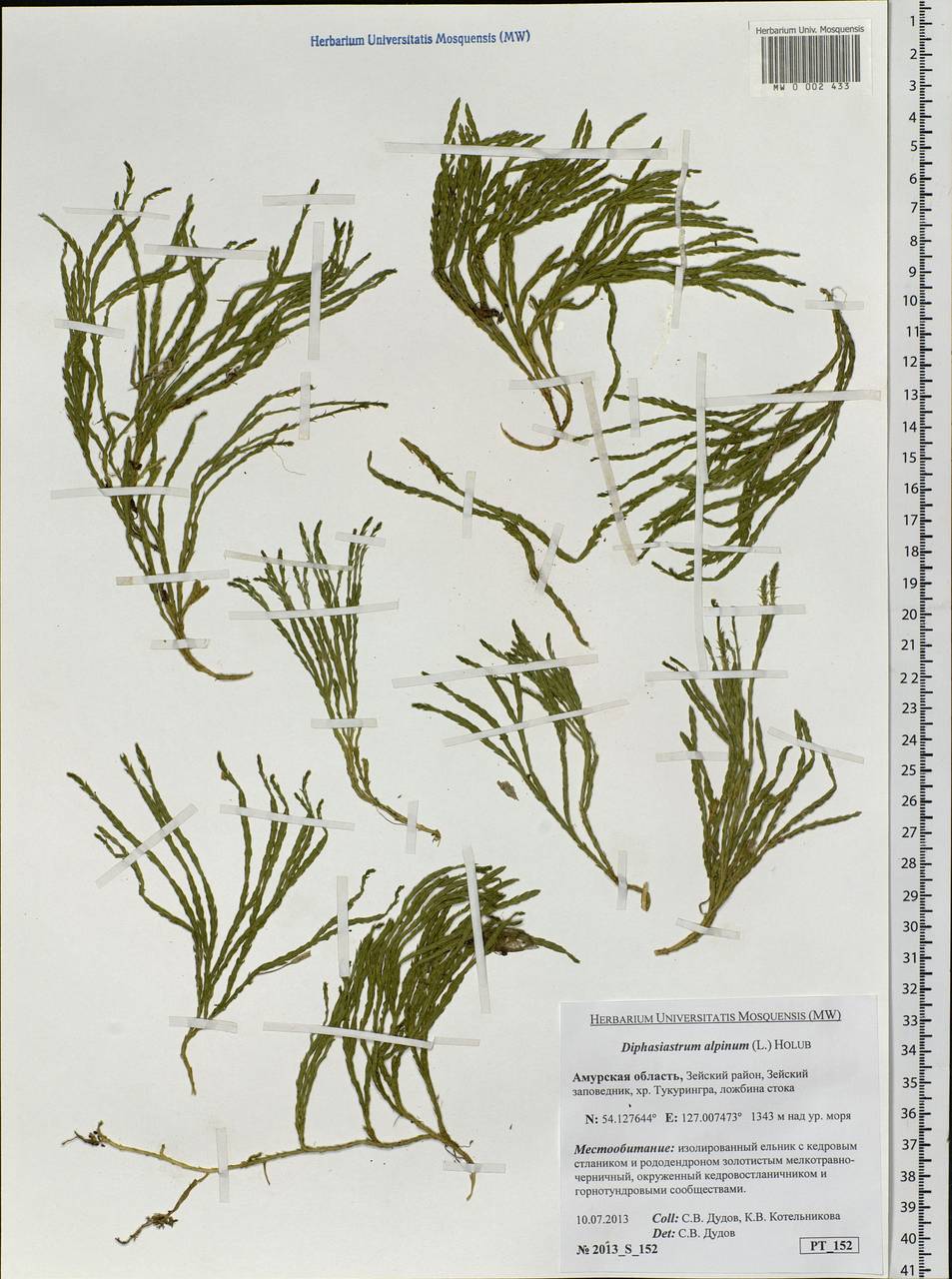 Дифазиаструм альпийский (L.) Holub, Сибирь, Дальний Восток (S6) (Россия)